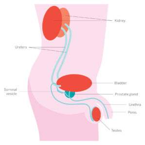 Image showing where the prostate is located in the body. Where one might ask questions about the 'Prostate and You'.